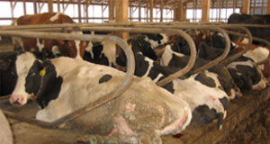 Different Milking Environments