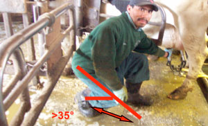 Milking Cows - Awkward Postures