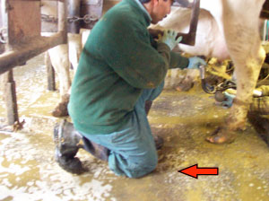 Milking Cows - Awkward Postures